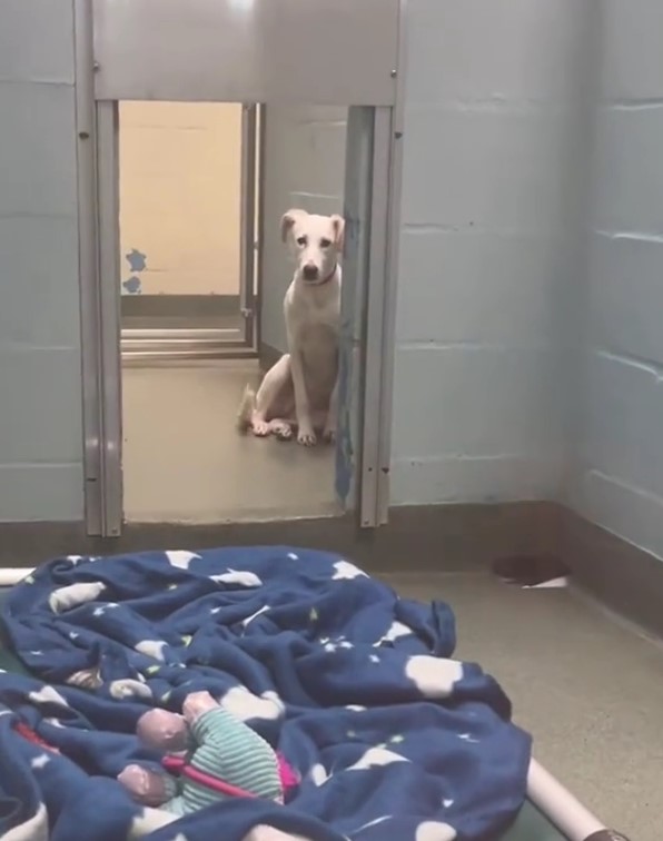 white dog sitting in a shelter