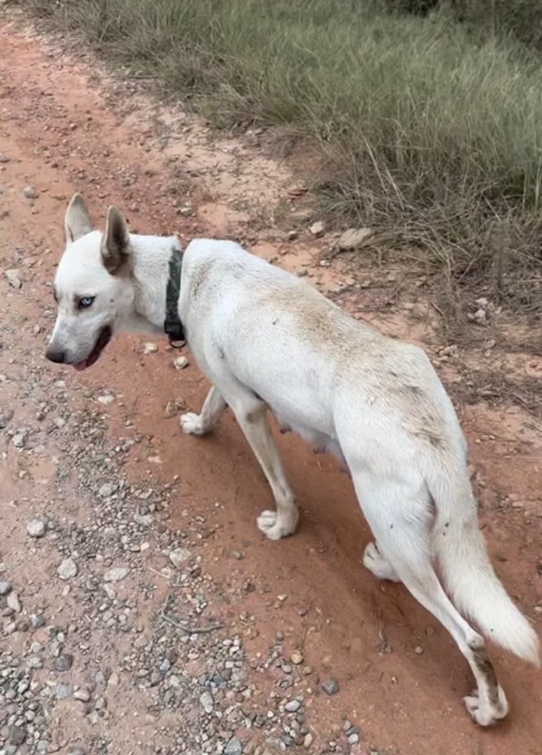 white mother dog