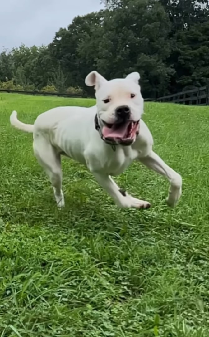 white pitbull running on grass