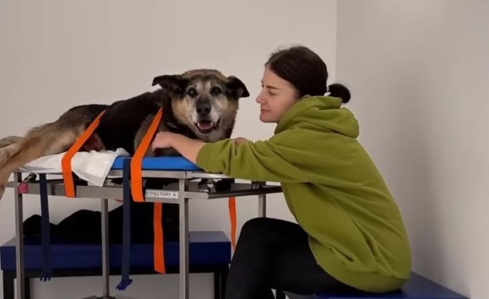 woman and abanoned dog