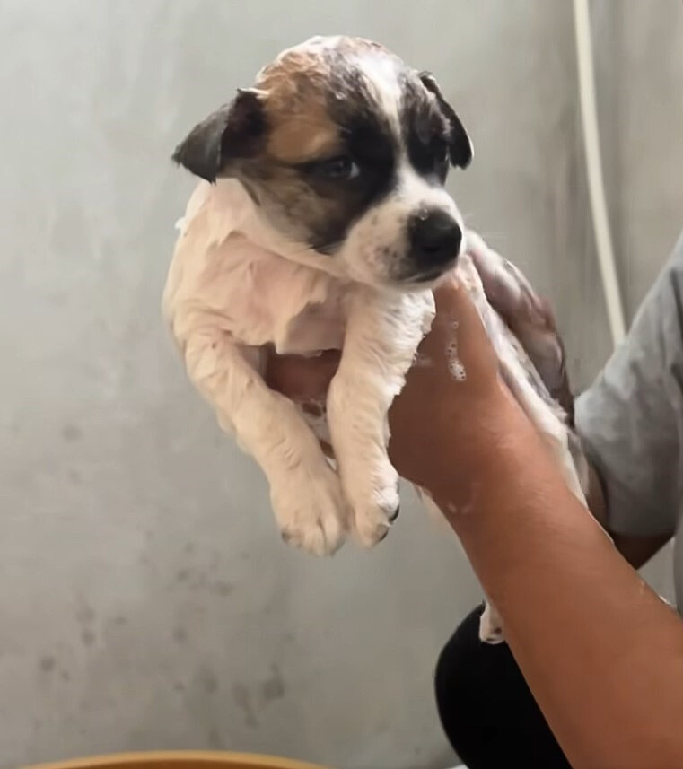 woman bathing a puppy