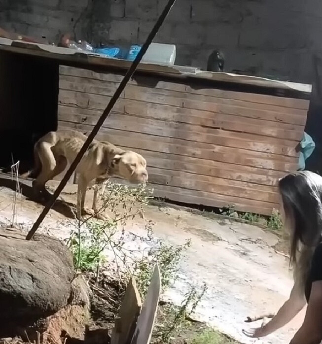 woman calling poor abandoned dog