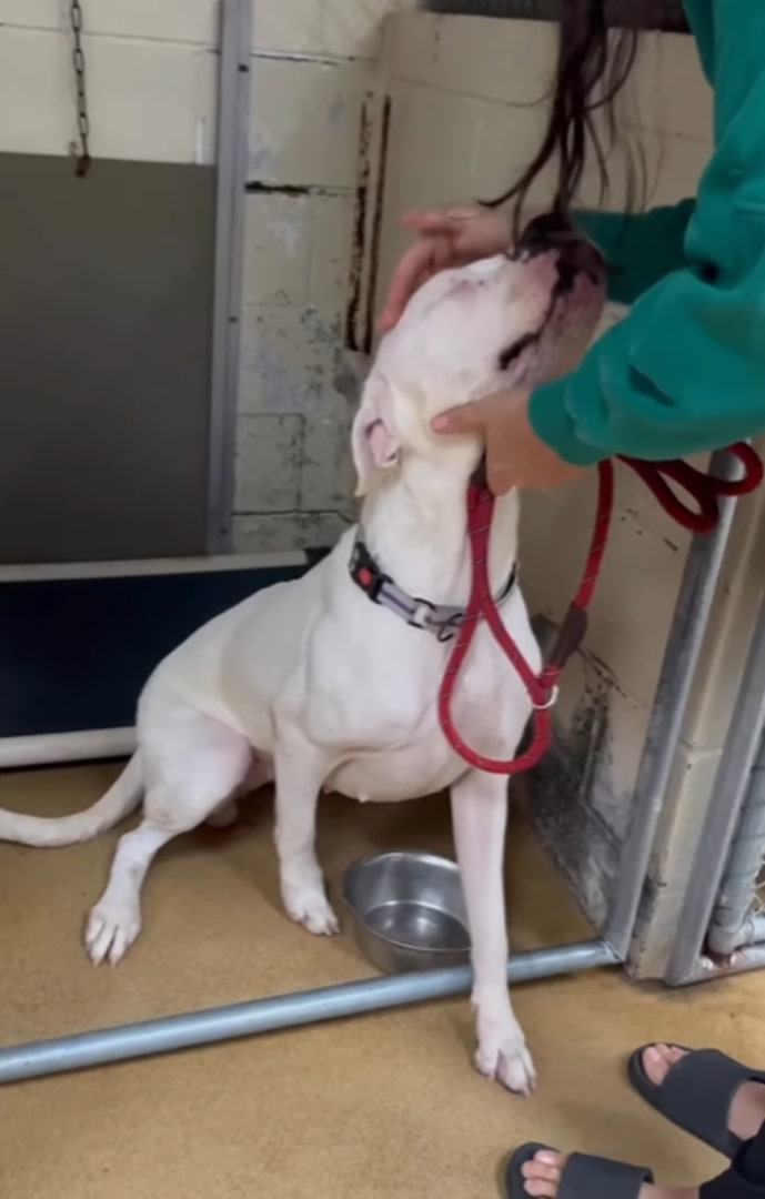 woman cuddling dogs head