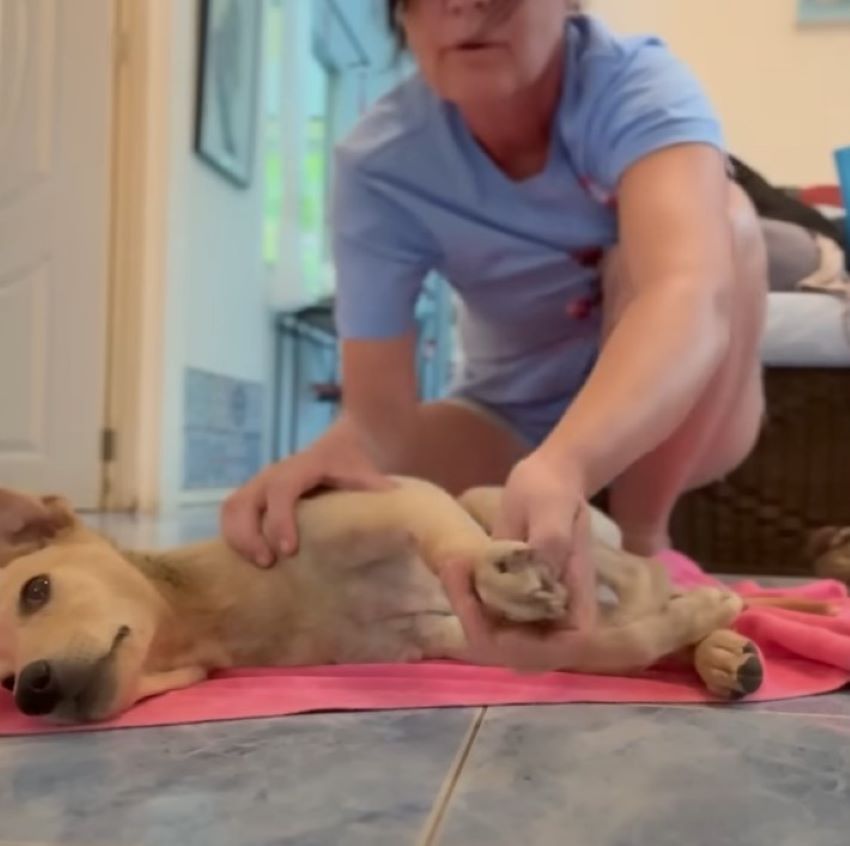 woman helping paralyzed dog