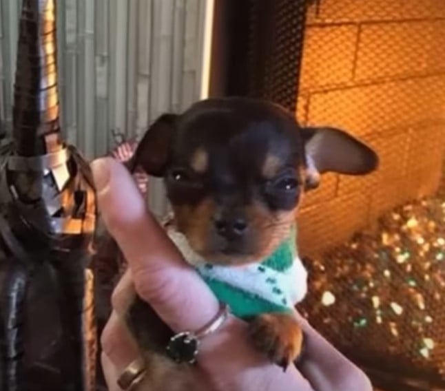 woman holding a very cute puppy