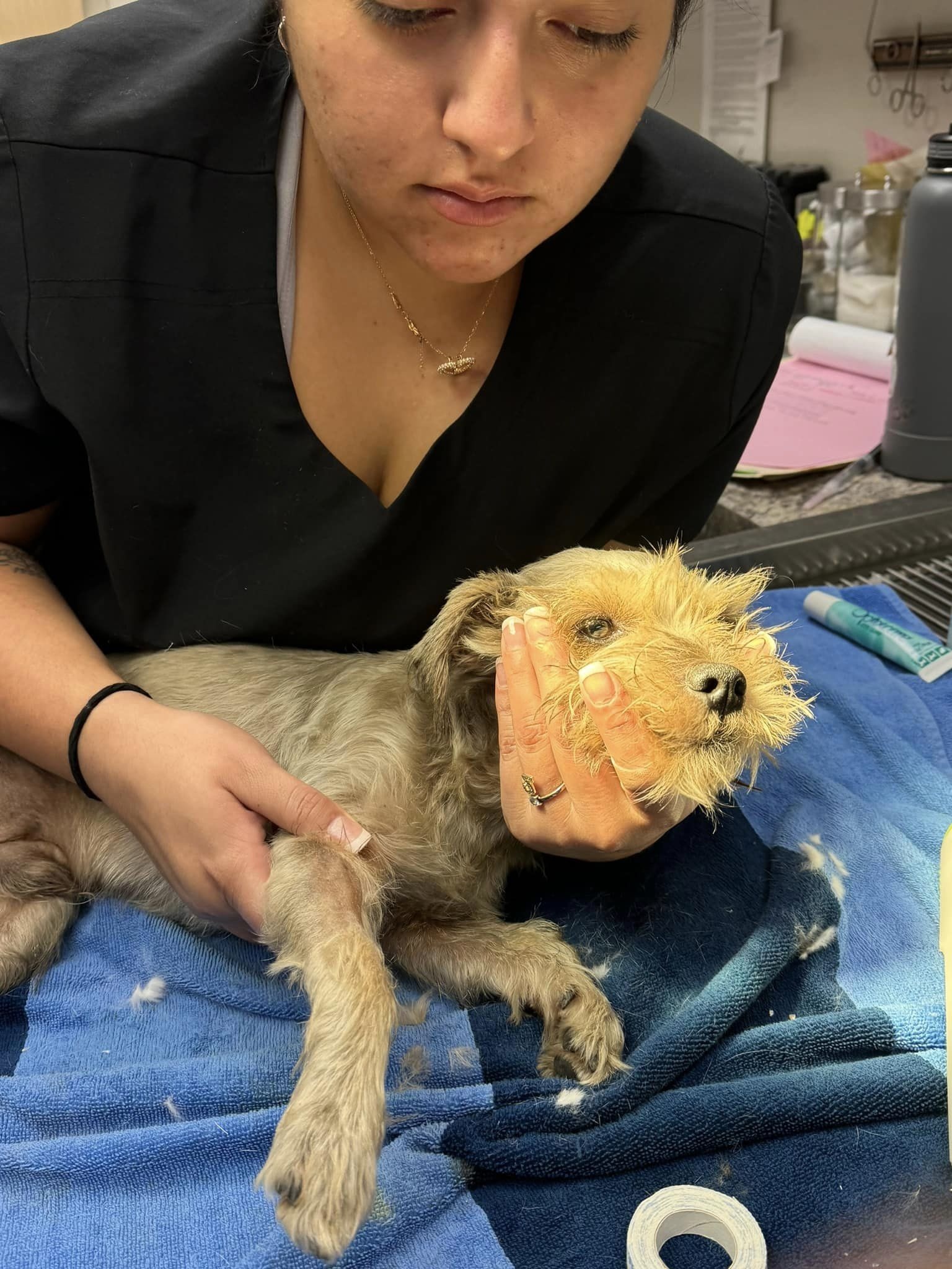 woman holding an injurd dog