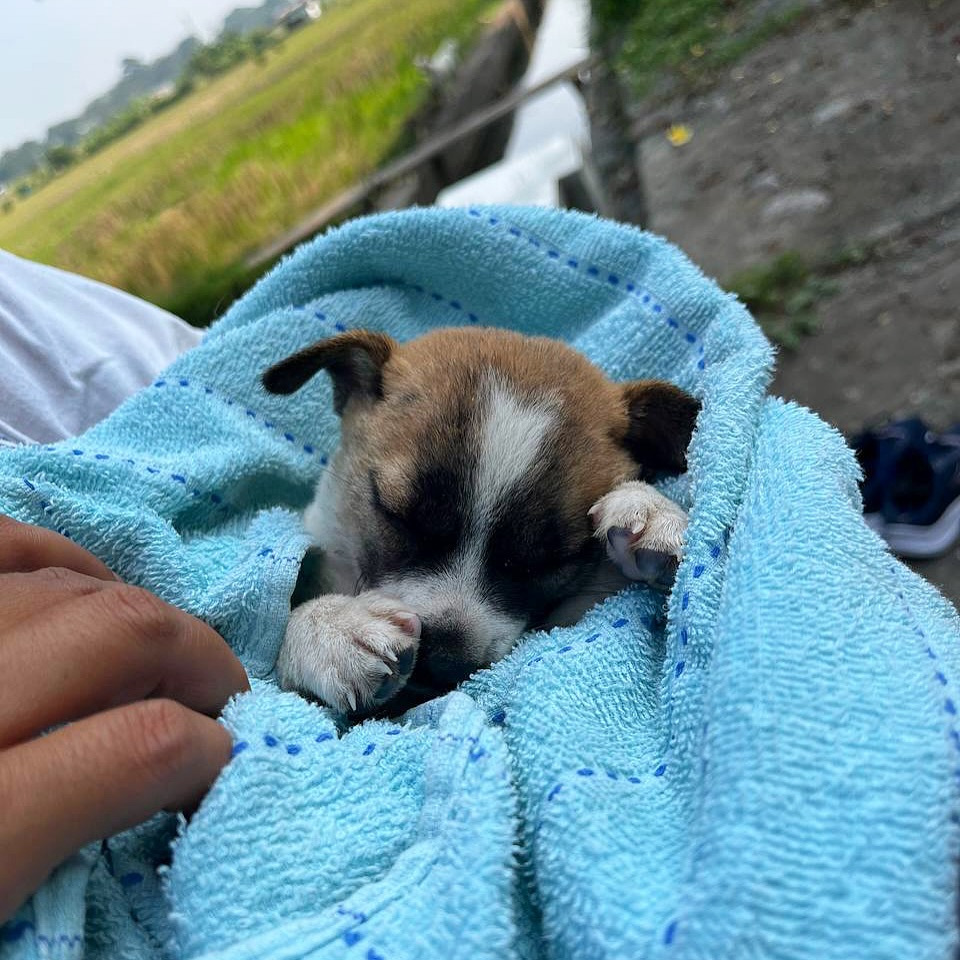 woman holding puppy in towel