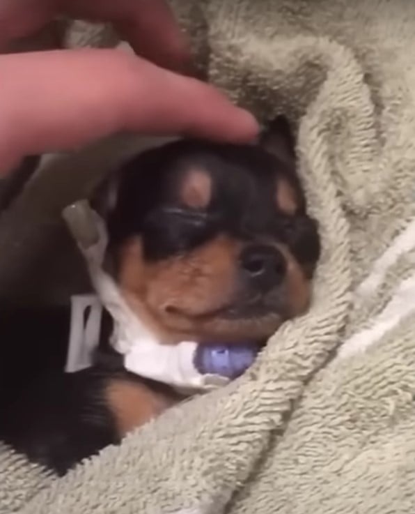 woman petting cute puppy