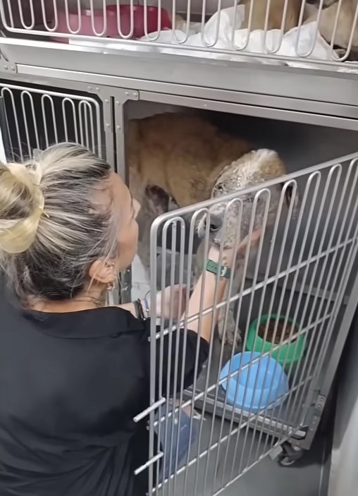 woman petting dog in a kennel