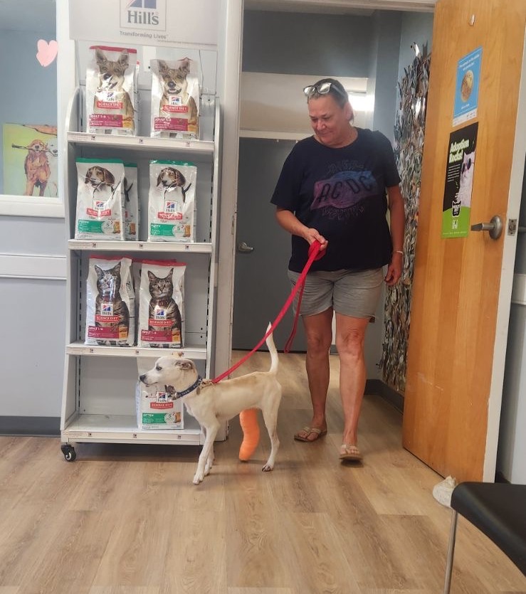 woman walking dog on a leash