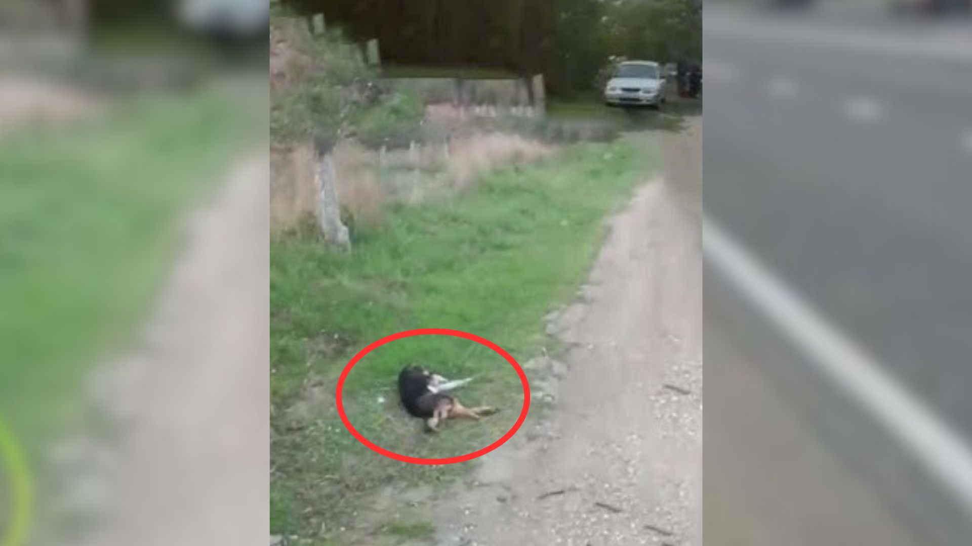 injured dog on the street