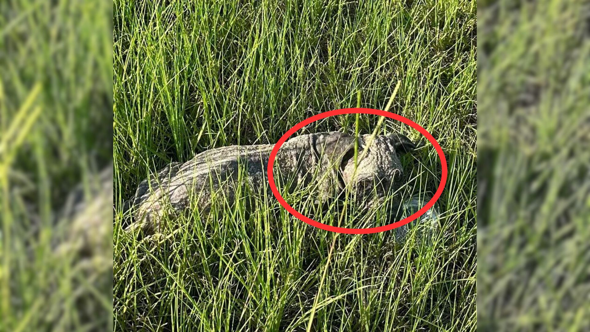 malnourished dog lying helpless in grass