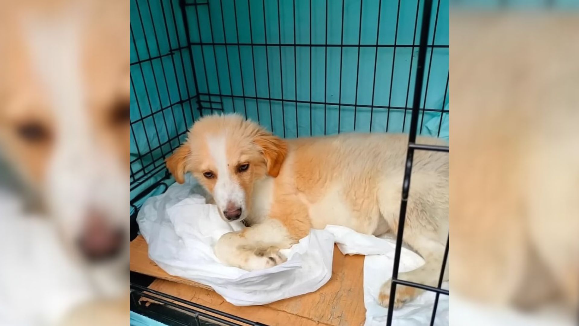 dog in crate