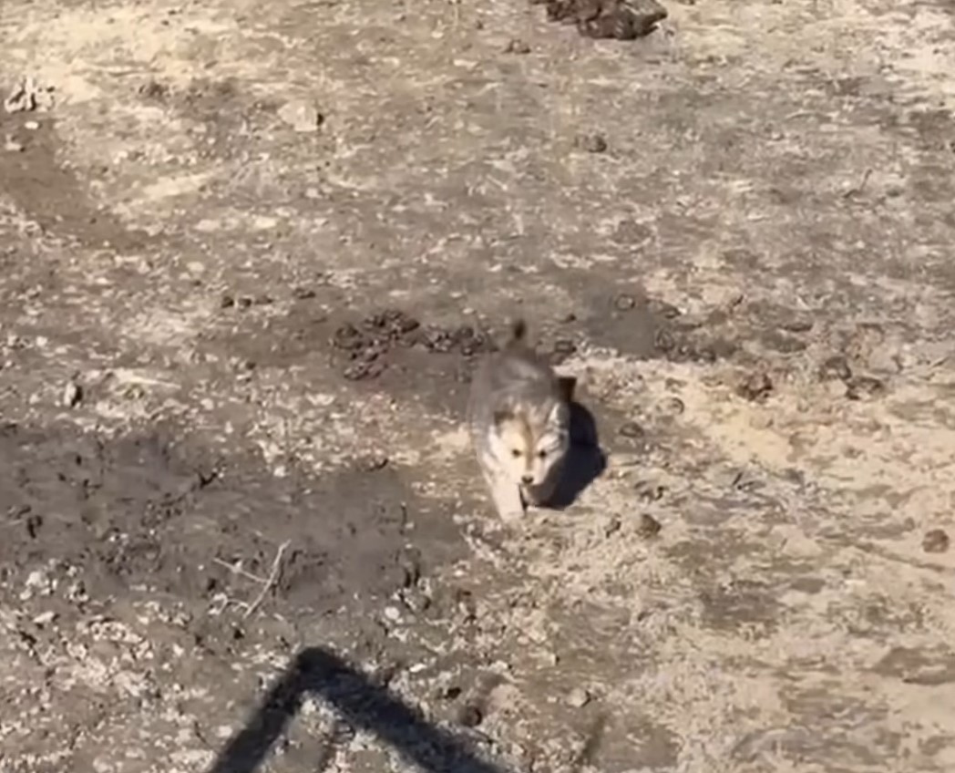 A cute little puppy walks on the ground