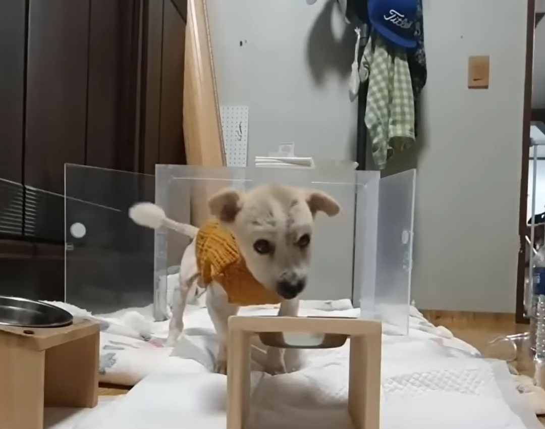 A cute white puppy approaches the food bowl