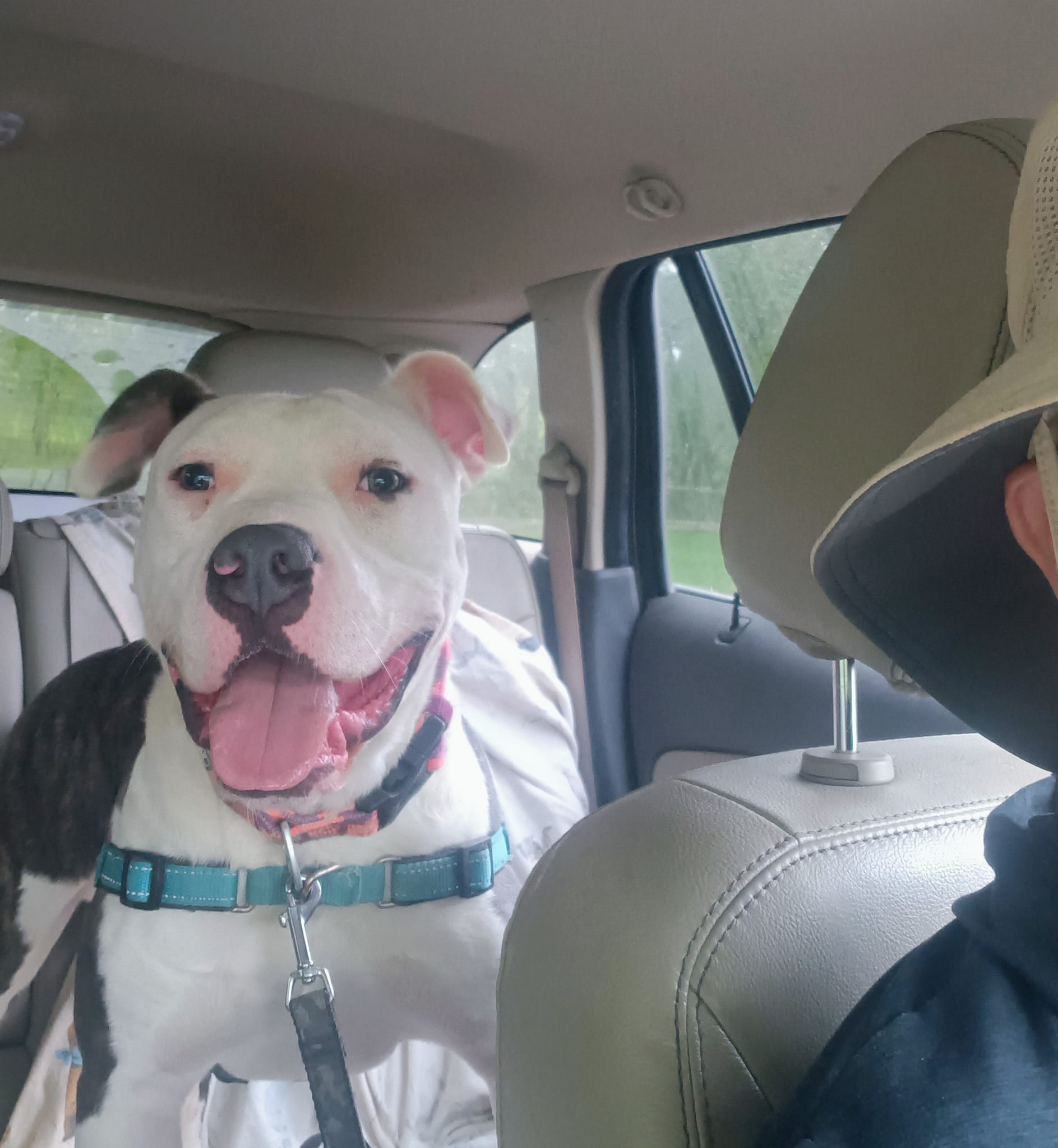 A dog with its tongue out is riding in a car