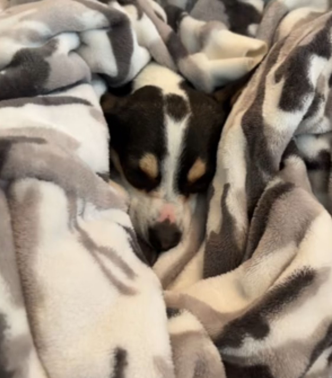 A puppy wrapped in a blanket is sleeping