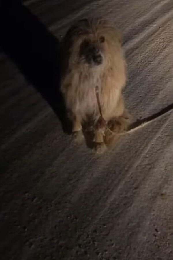 A shaggy brown dog sits and waits