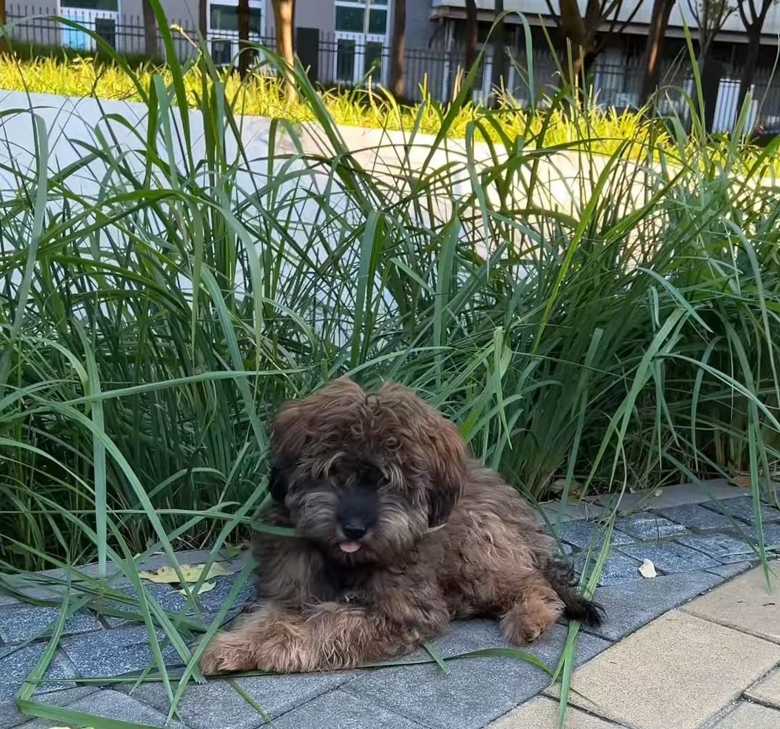 A shaggy dog ​​lies on the sidewalk and eats grass