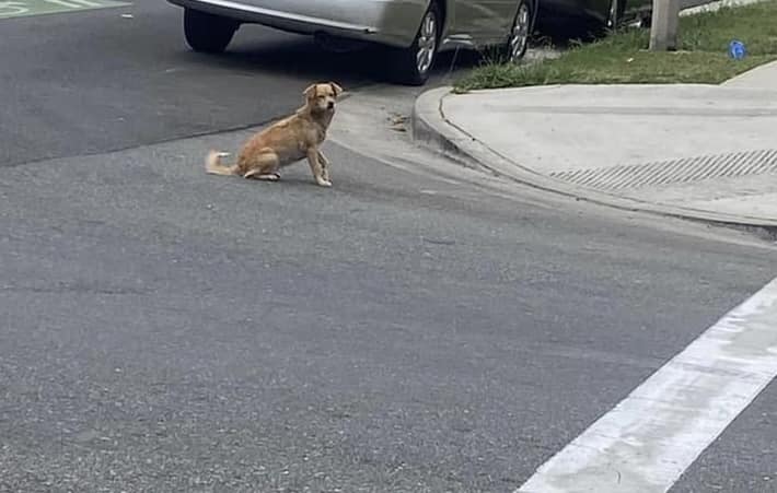 A stray dog ​​is sitting on the street