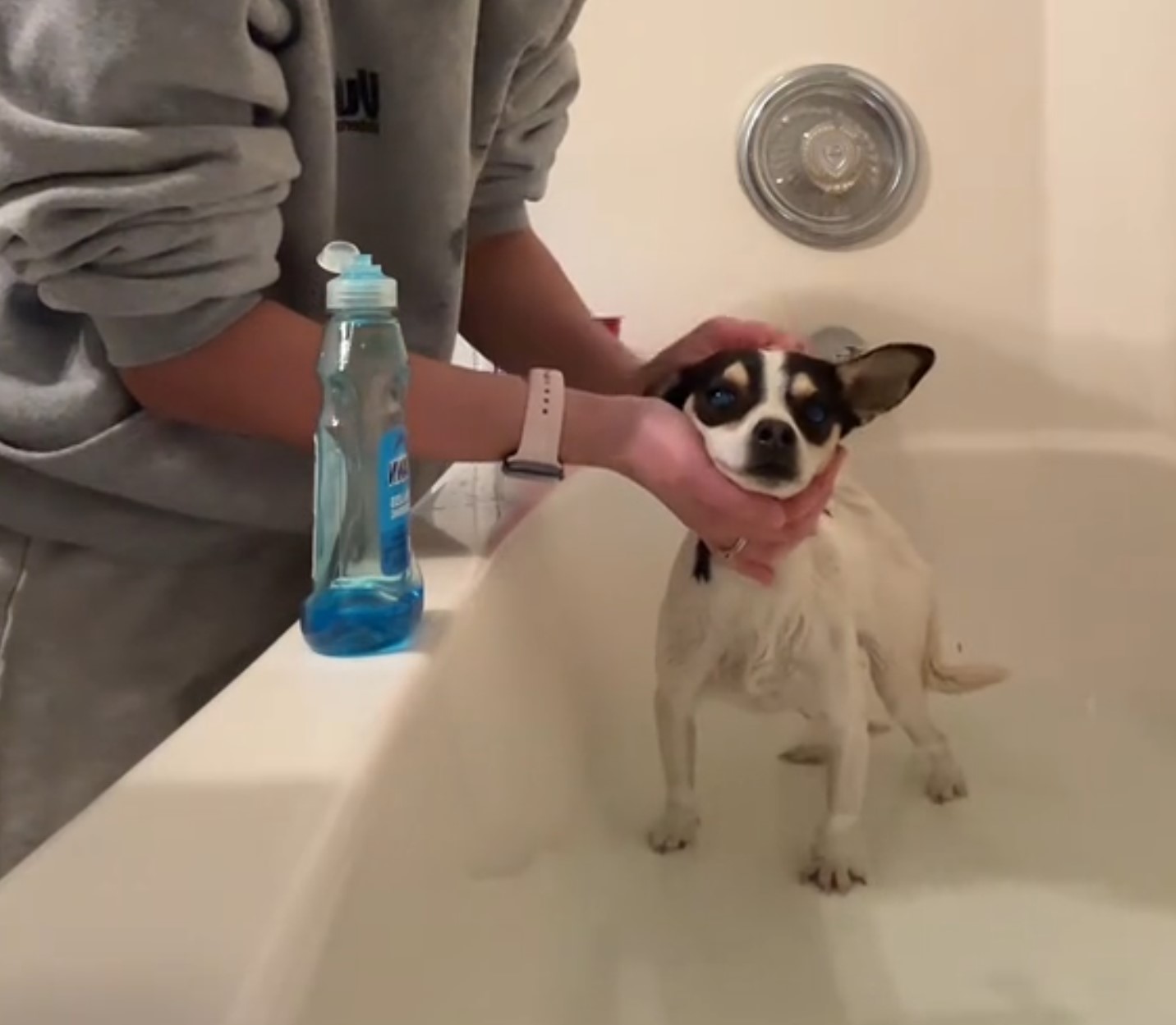 A woman is bathing a small puppy in the bathtub