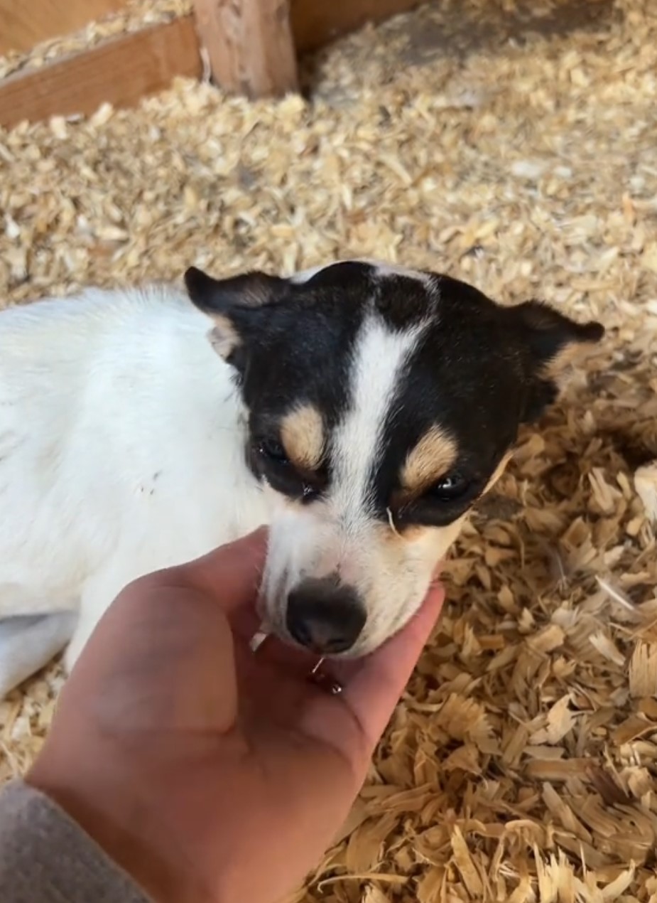 A woman is petting a little puppy