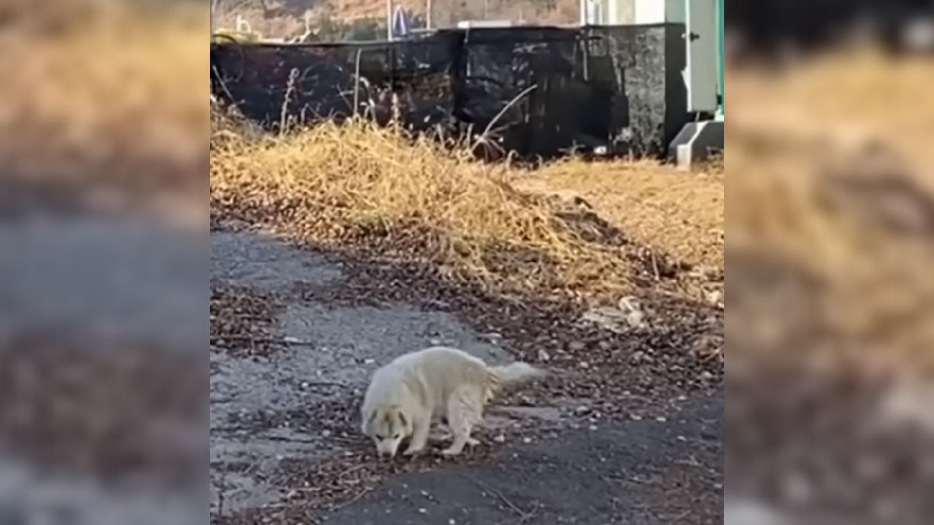 Abandoned 16-Year-Old Dog Walks Miles Every Day