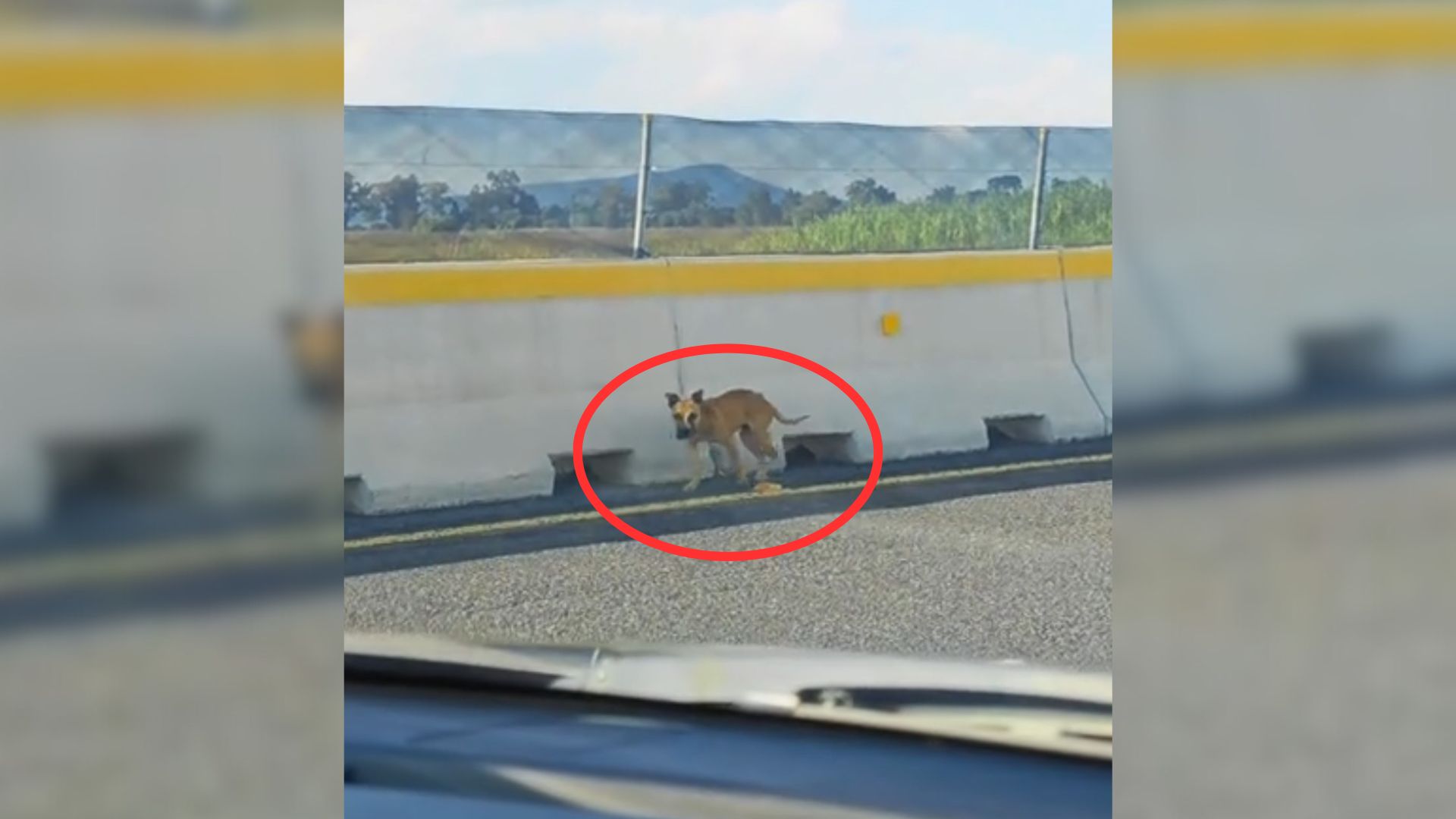 pup on a highway