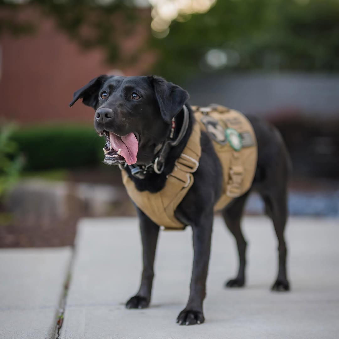 Adorable Police Dog