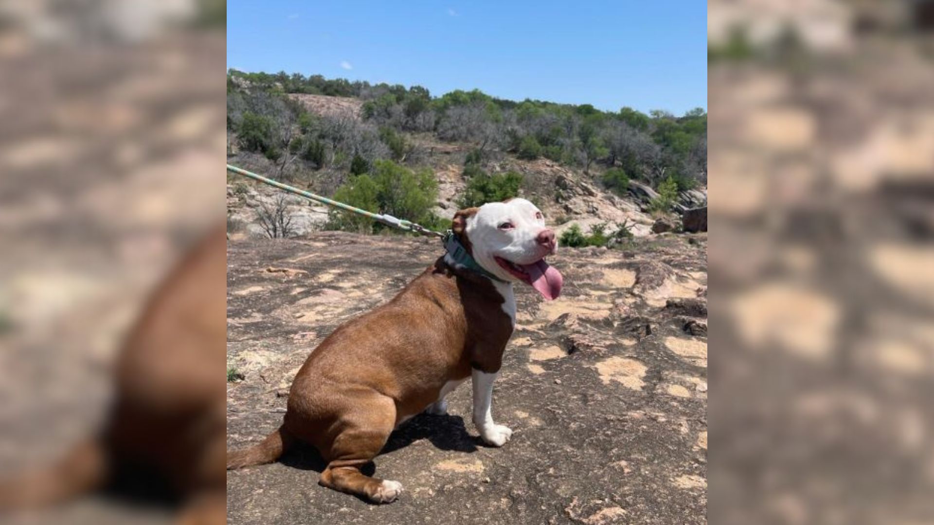 Dog Saved From A Hoarding Situation In Texas Is A Brand-New Pup Thanks To This Trick