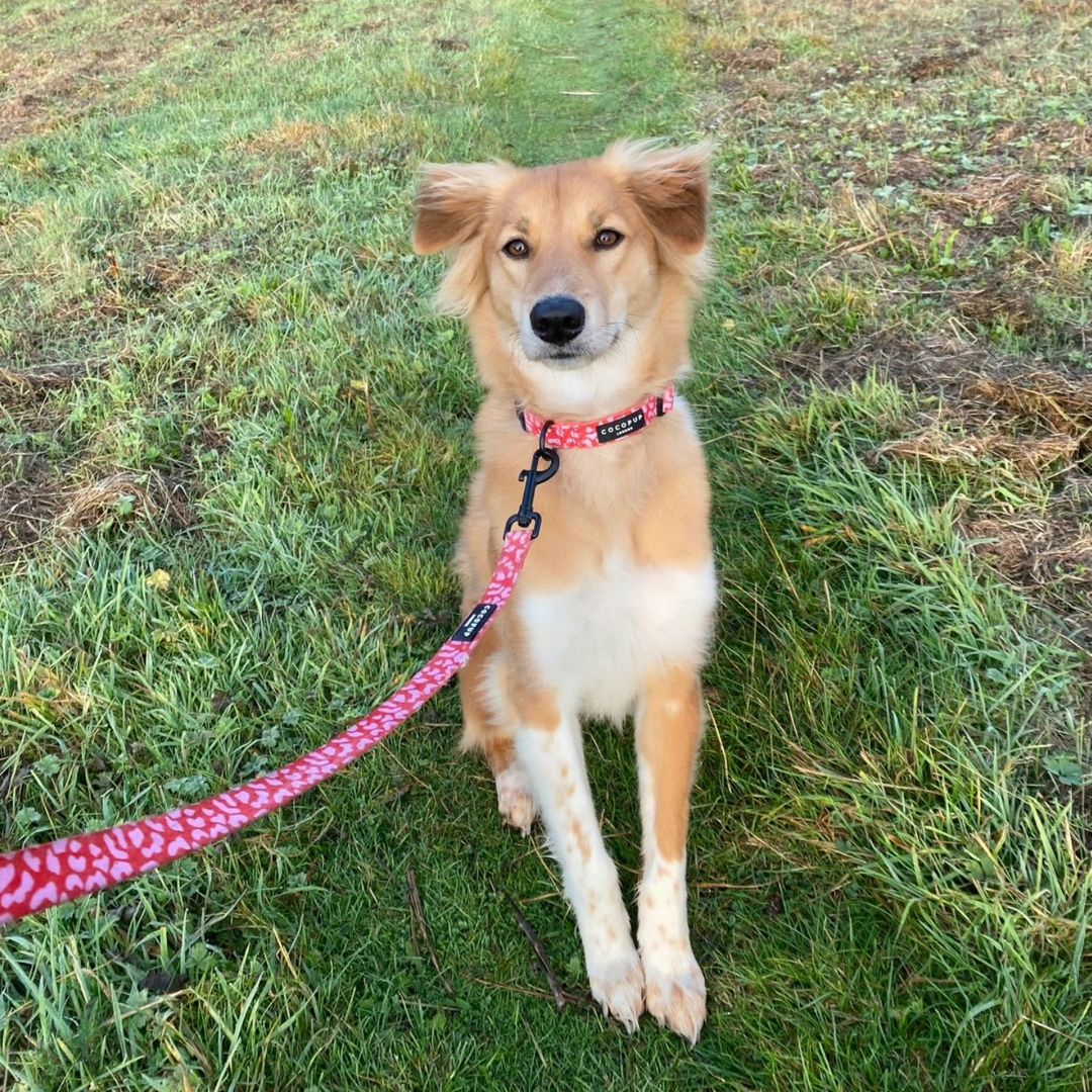 Adorable brown dog on a leash