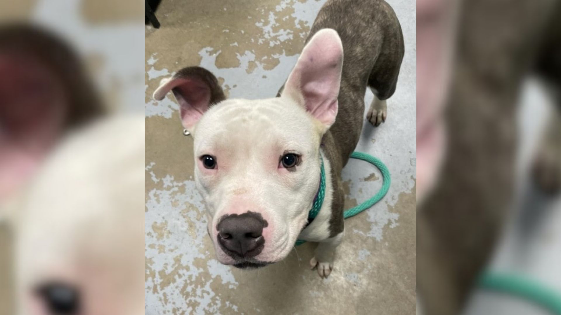 Dog From Pennsylvania Shelter Was Adopted Then Returned, Now Hopes To Get A Second Chance