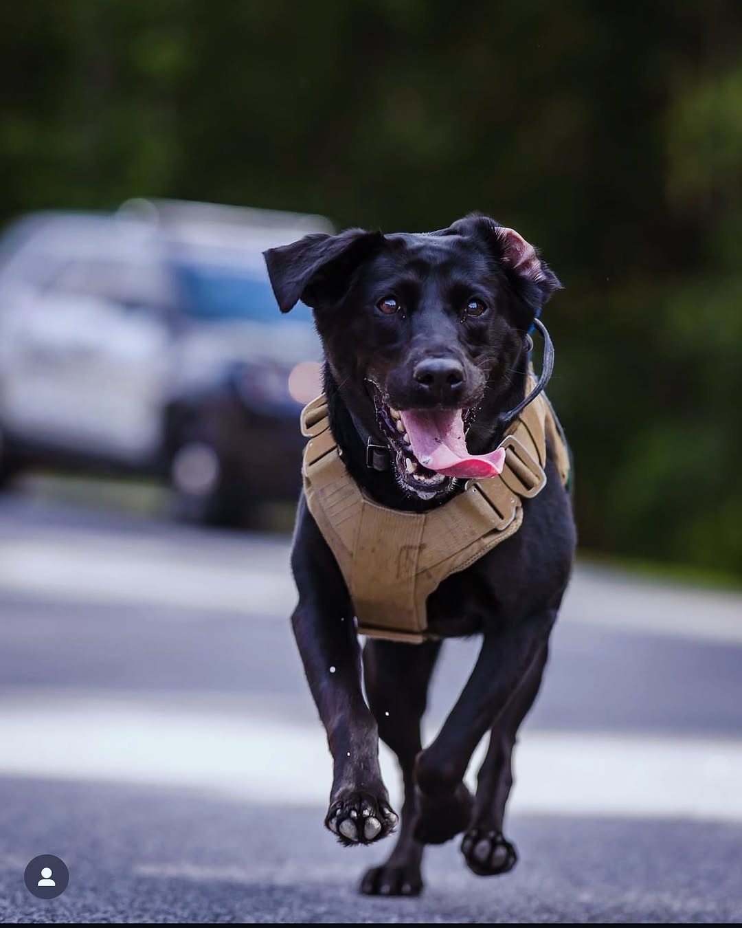 Black Police Dog