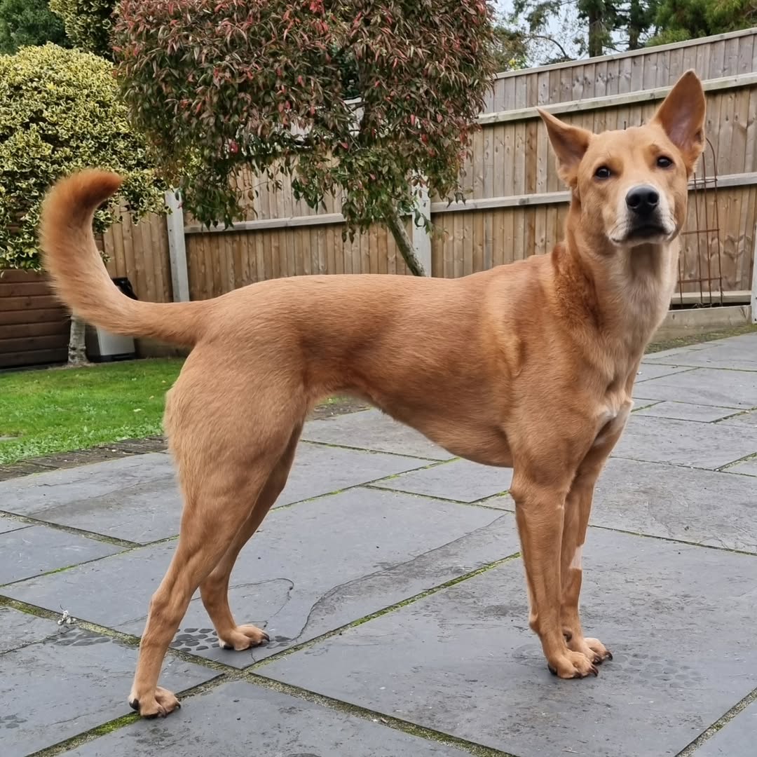 Brown dog in garden