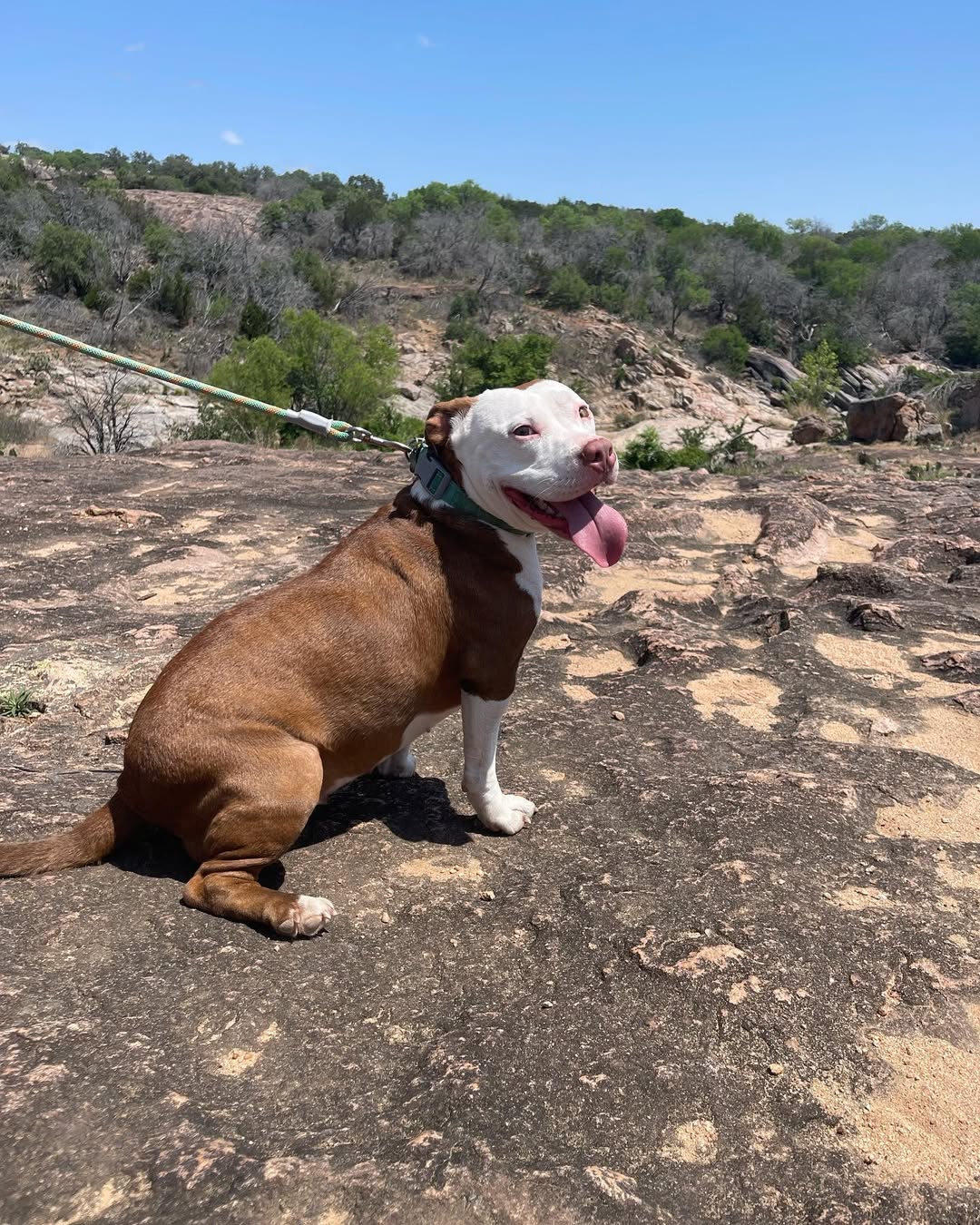 Brown dog sitting