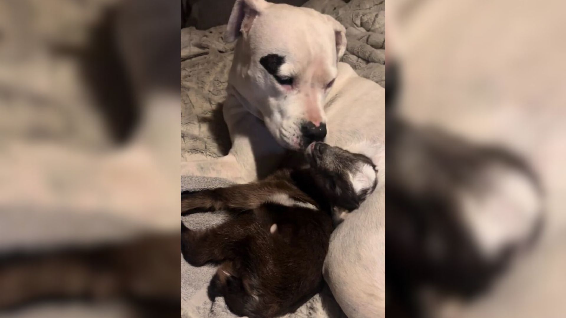 This Deaf Pittie Was So Happy To Meet An Orphaned Baby Goat His Owners Took In Their Arizona Home