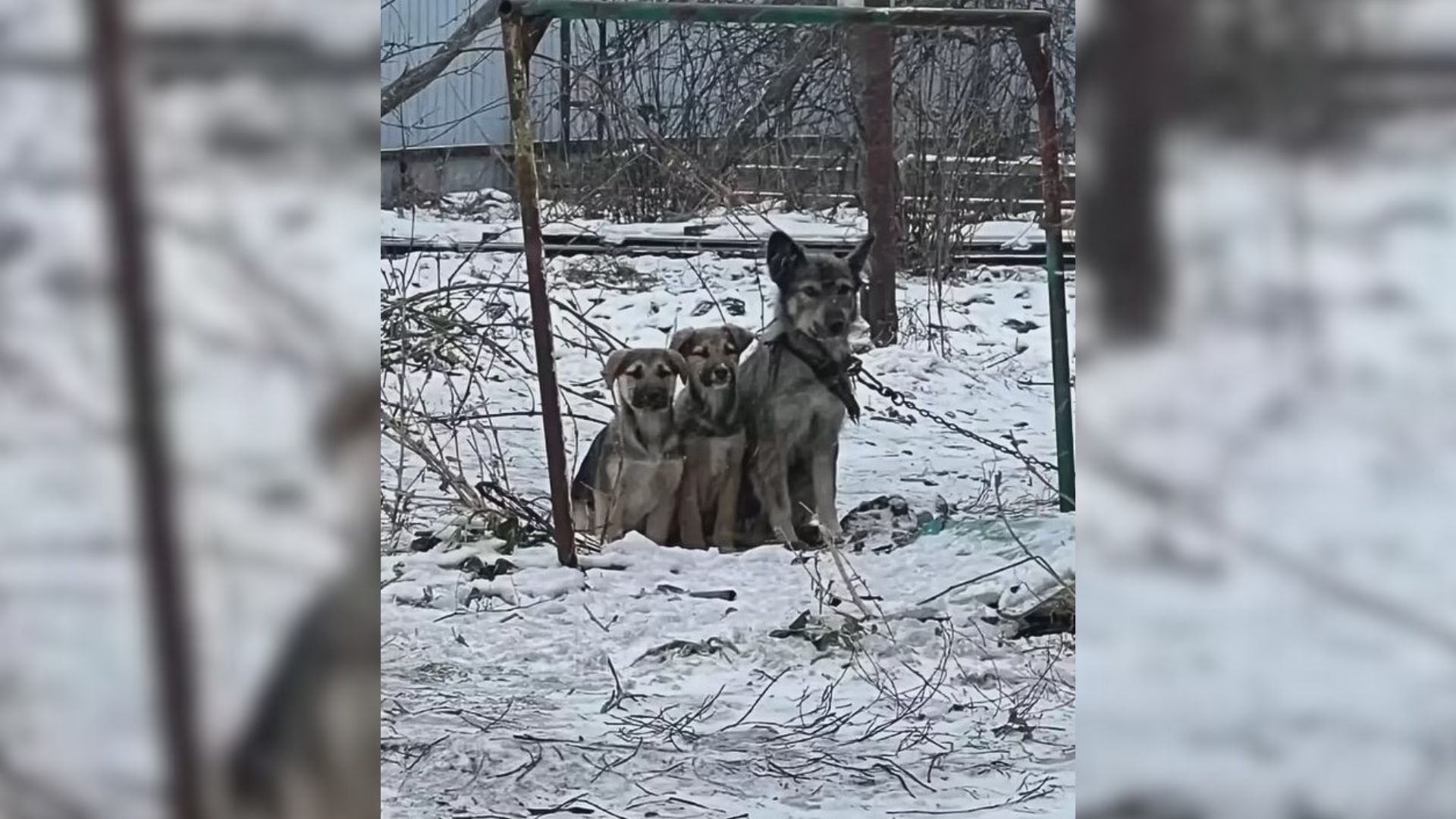 chained dogs