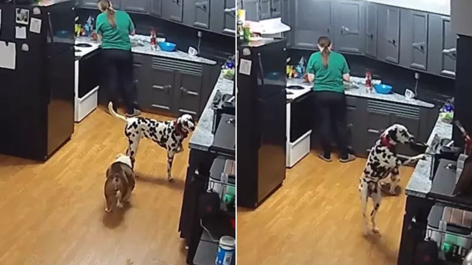 Dalmatian dog in the kitchen