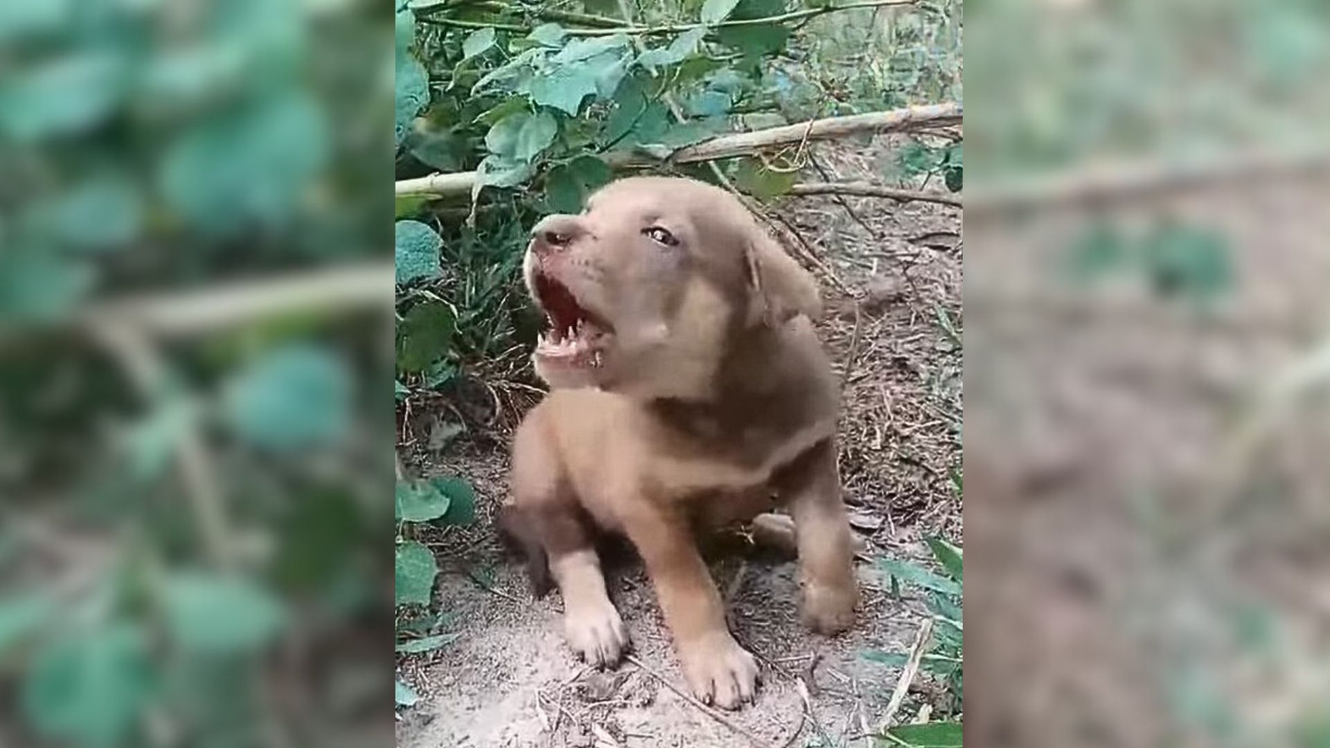 Desperate Injured Puppy Was Crying In A Forest