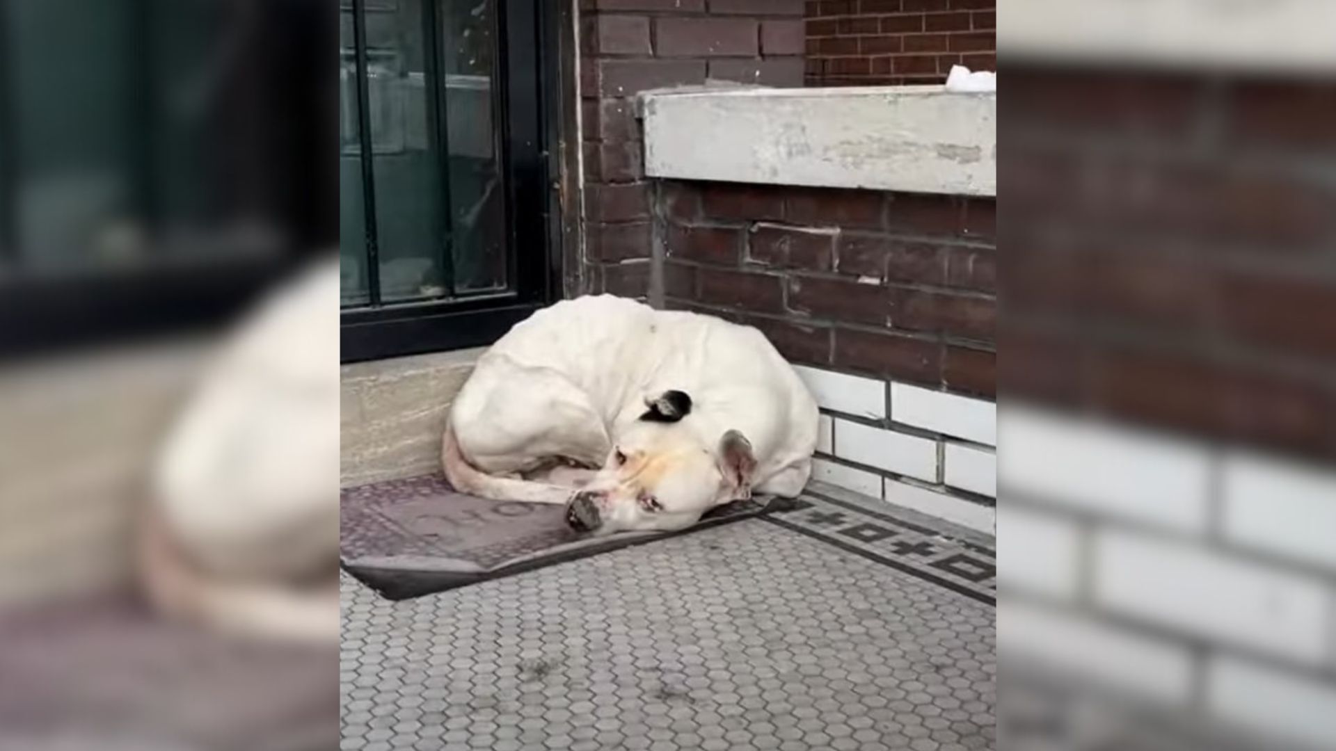 white dog laying