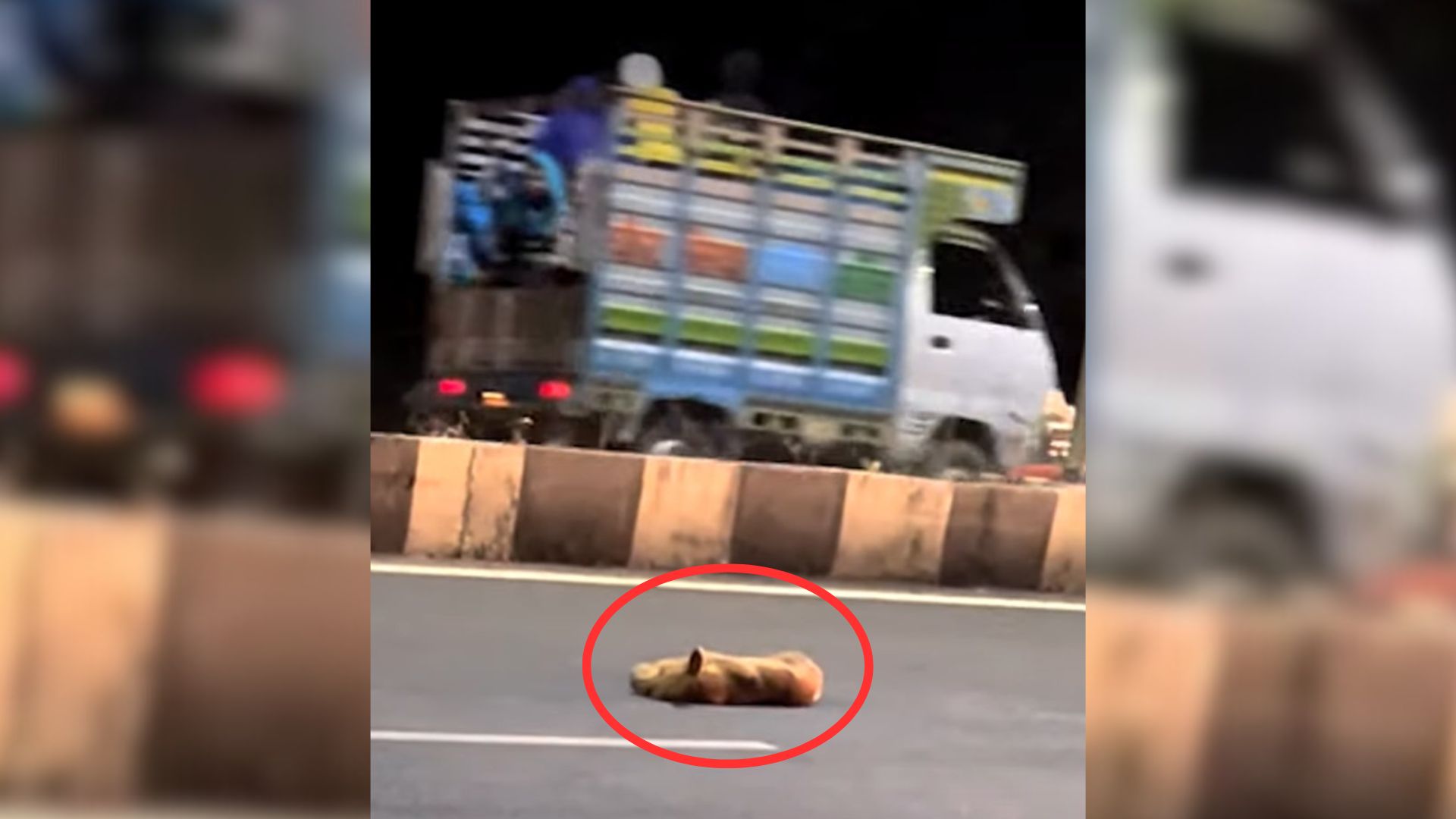 motionless dog lying on highway