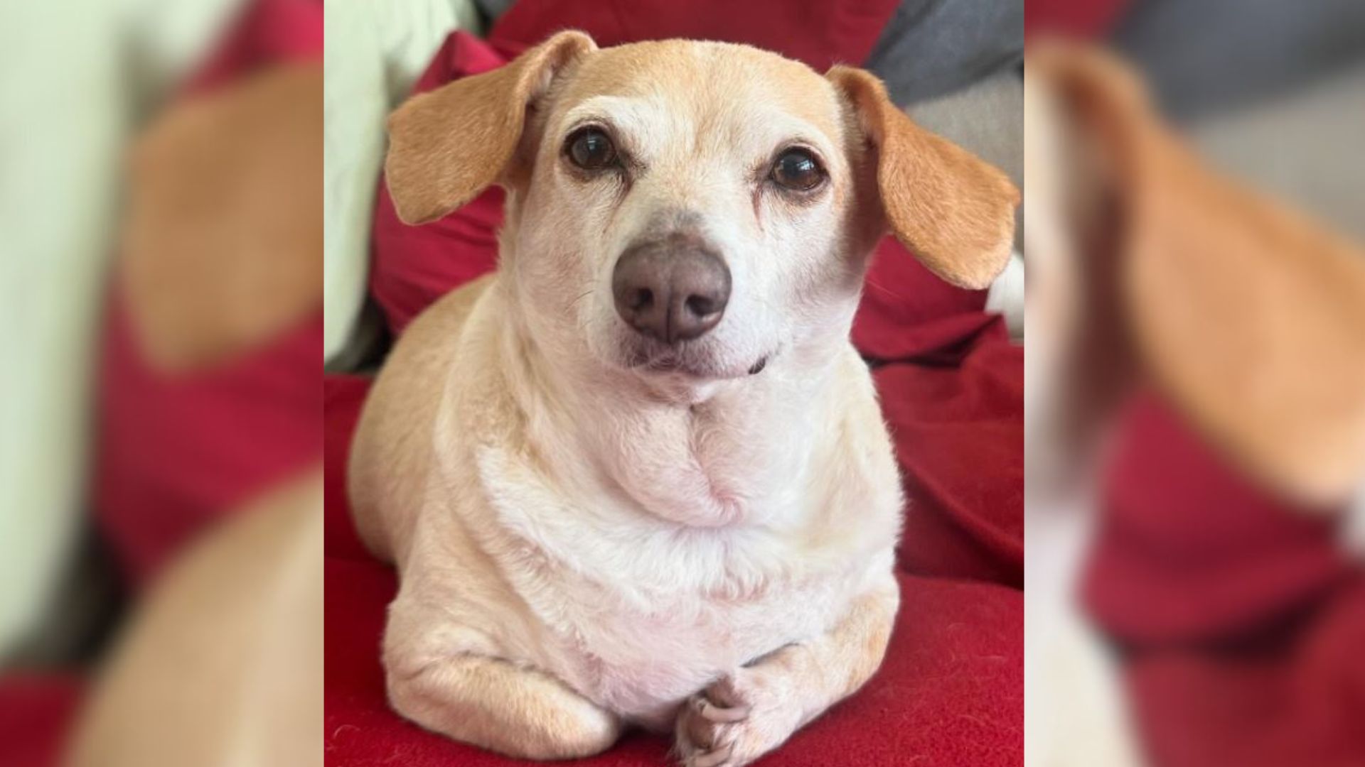 Nevada Dog With Paralyzed Hind Legs Was Facing Euthanasia Until Something Truly Amazing Happened