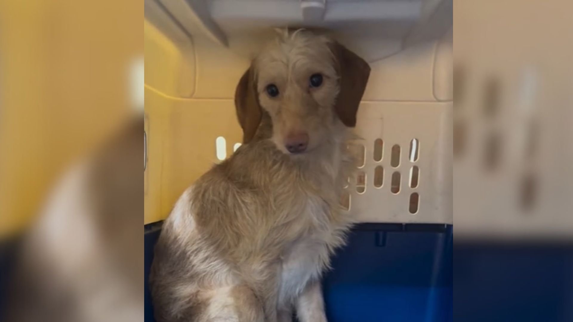 Texas Rescuers Were Shocked To Find A Scared Pup Living In A Trailer So They Offered Him Help