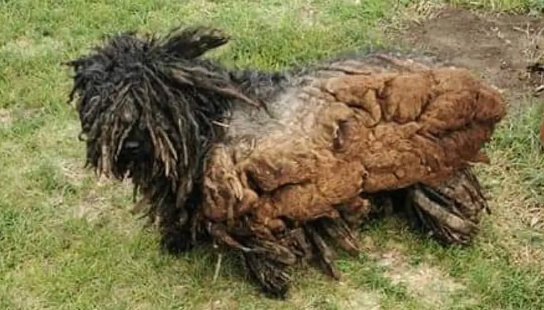 Dog with long dirty fur