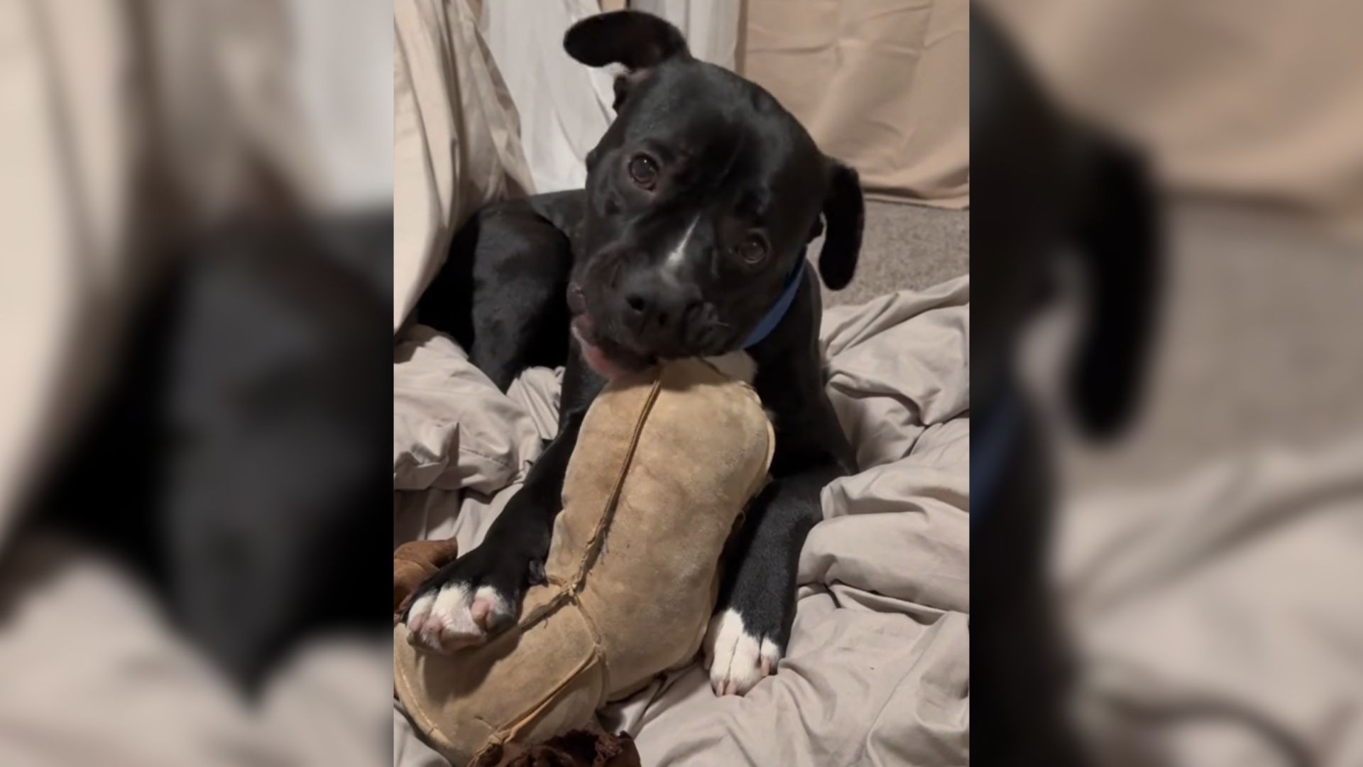 Texas Woman Repairs Dog’s Favorite Toy, His Reaction Is Pure Joy