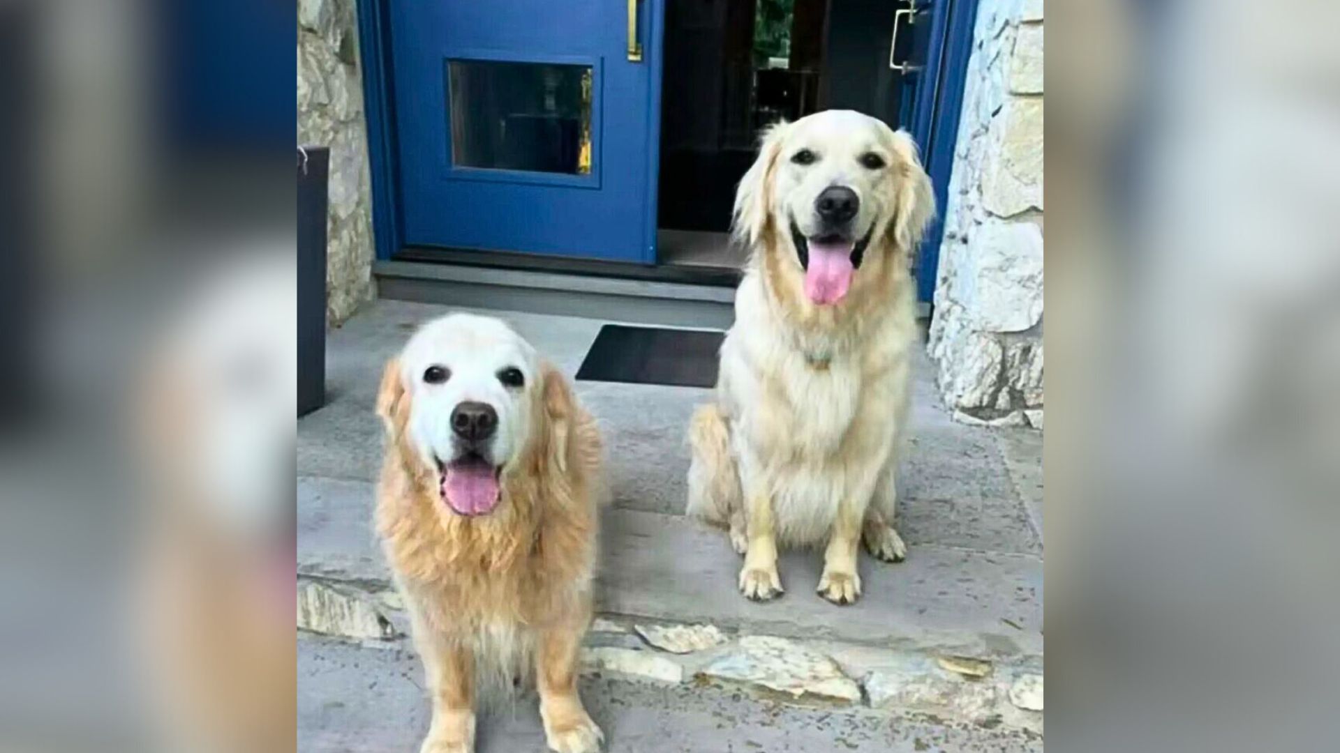 two dogs on front porch