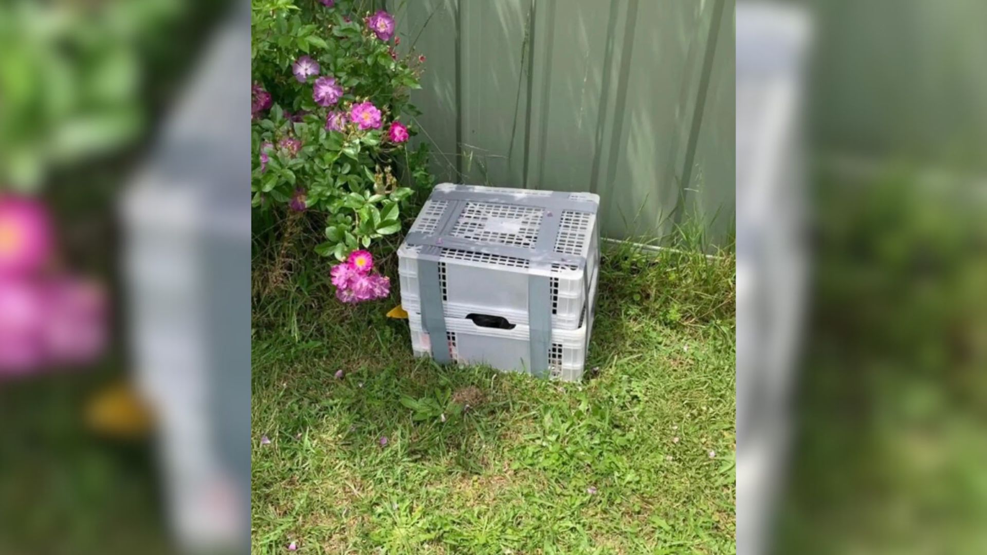 crate in a garden