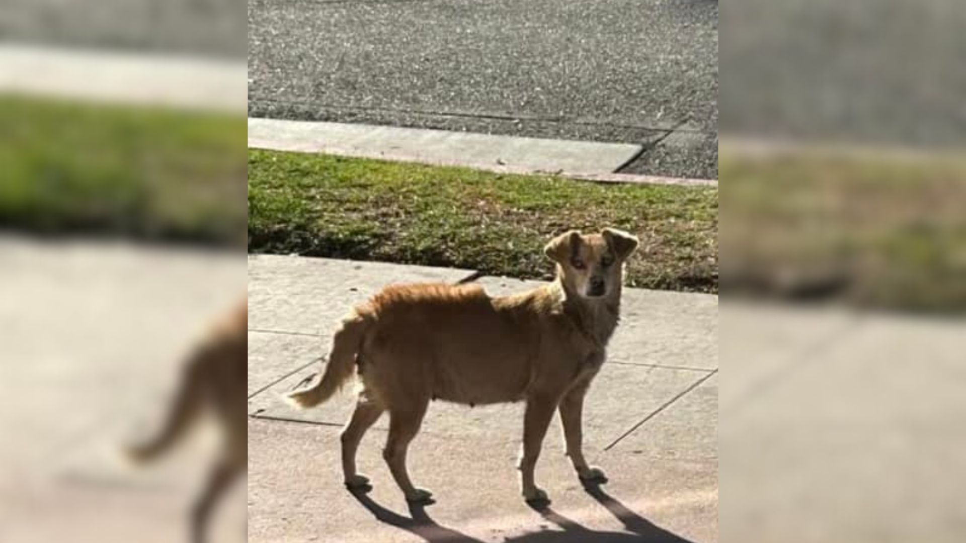 Fearful Pregnant Dog Roamed The Streets Of California, Until Kind Rescuers Showed Up