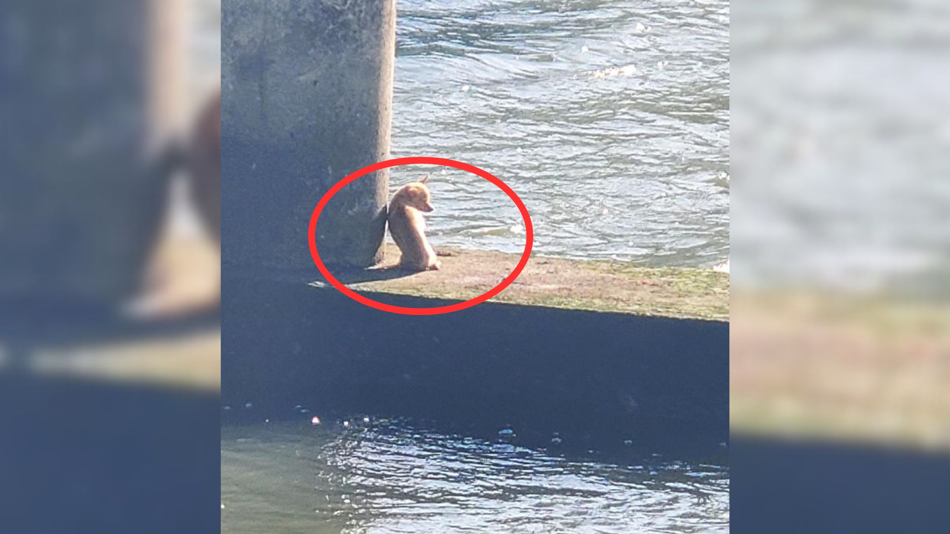 Hero Firefighter Jumps Into Water To Save A Tiny Chihuahua Stuck Under Texas Bridge