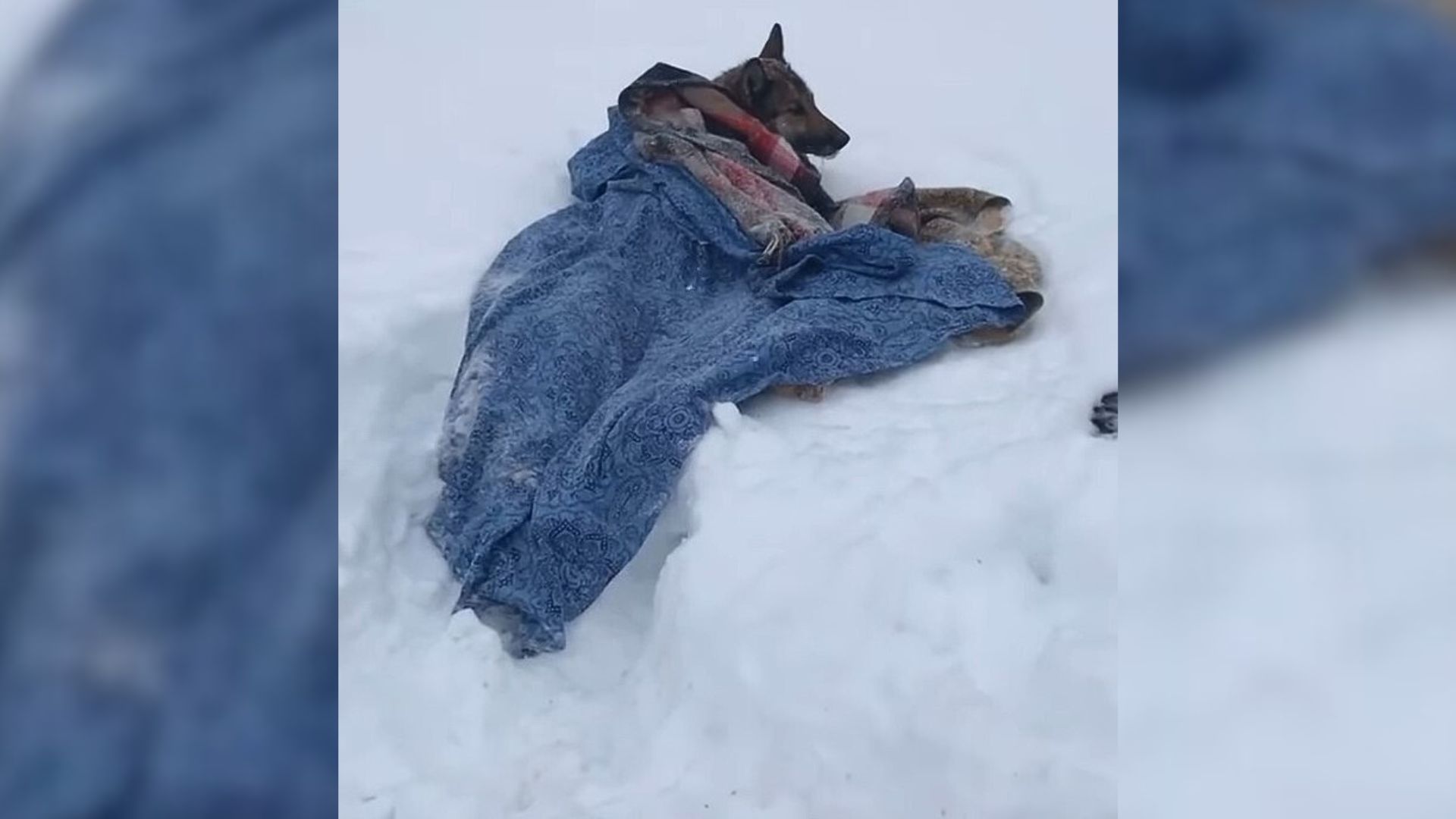 Injured Dog Curled Up In The Snow, Trembling With Cold Until Good Souls 